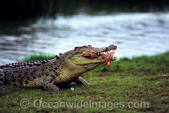 Estuarine Crocodile (Crocodylus porosus) feeding on fowl. Also known as Saltwater Crocodile. North Queensland, Australia Photo - Gary Bell