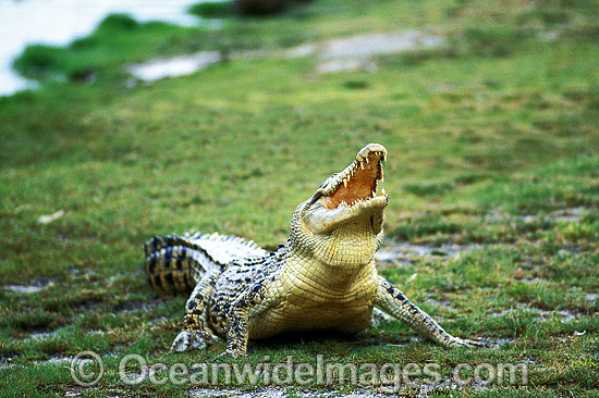Saltwater Crocodile photo Saltwater Crocodile photo