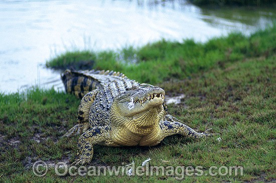 Estuarine Crocodile (Crocodylus porosus) feeding on fowl. Also known as Saltwater Crocodile. North Queensland, Australia Photo - Gary Bell