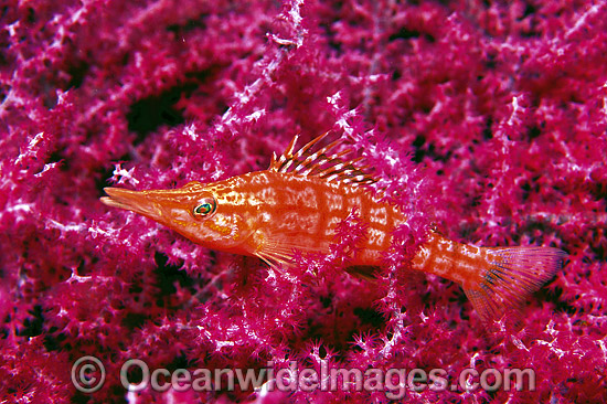 Hawkfish on Gorgonian Fan Coral photo