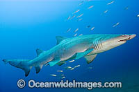 Sand Tiger Shark Photo - Andy Murch