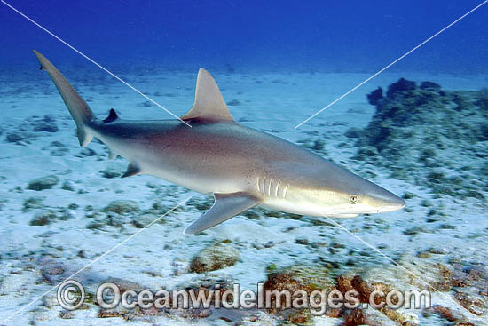 Blacknose Shark Carcharhinus acronotus photo