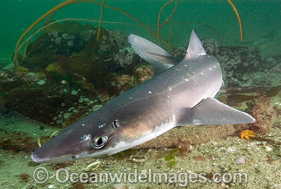 White-spotted Spurdog Squalus acanthias photo