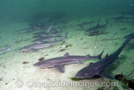 White-spotted Spurdog photo