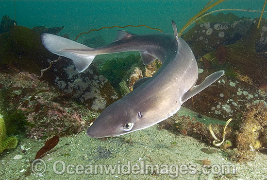 White-spotted Spurdog Squalus acanthias photo