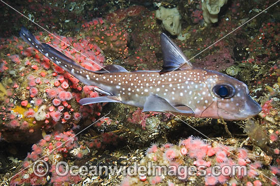 Spotted Ratfish Chimaera photo Spotted Ratfish Chimaera photo