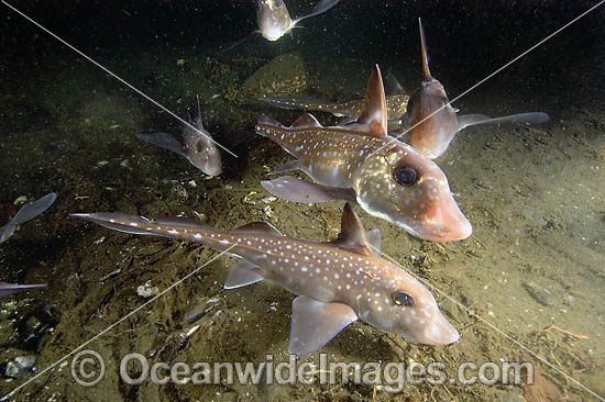 Spotted Ratfish Hydrolagus colliei Chimaera photo Spotted Ratfish Hydrolagus colliei Chimaera photo