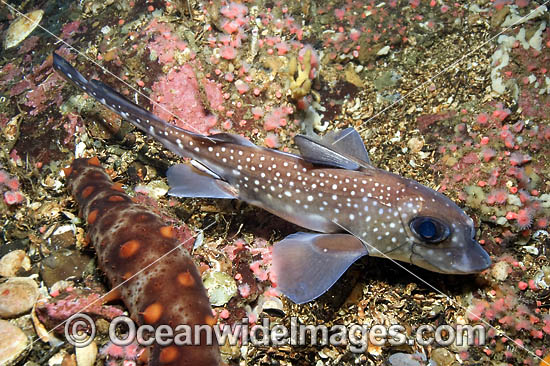 Spotted Ratfish (Hydrolagus colliei). Also known as Ghost Shark and Chimaera. Tahsis Inlet, Vancouver Island, British Columbia, Canada Photo - Andy Murch Spotted Ratfish (Hydrolagus colliei). Also known as Ghost Shark and Chimaera. Tahsis Inlet, Vancouver Island, British Columbia, Canada Photo - Andy Murch