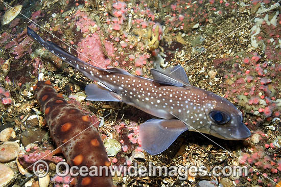 Chimaera Hydrolagus colliei photo