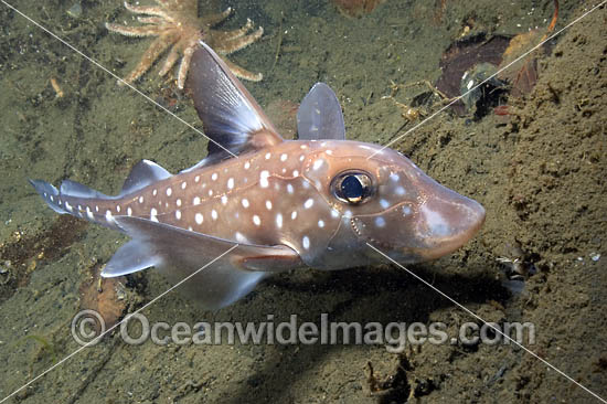 Spotted Ratfish Hydrolagus colliei Chimaera photo