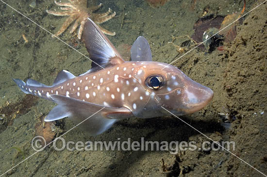 Spotted Ratfish Hydrolagus colliei Chimaera photo Spotted Ratfish Hydrolagus colliei Chimaera photo