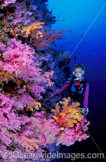 Scuba Diver at undersea dropoff photo Scuba Diver at undersea dropoff photo