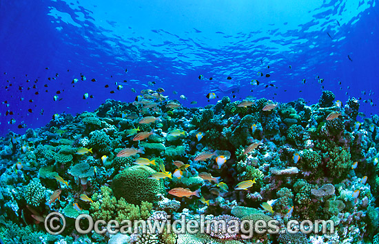 Underwater reef scene Hard Corals fish photo Underwater reef scene Hard Corals fish photo