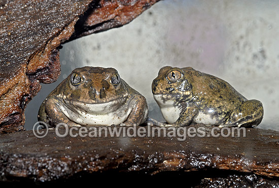 Trilling Frog Neobatrachus centralis photo