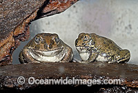 Trilling Frog Neobatrachus centralis Photo - Rudie Kuiter
