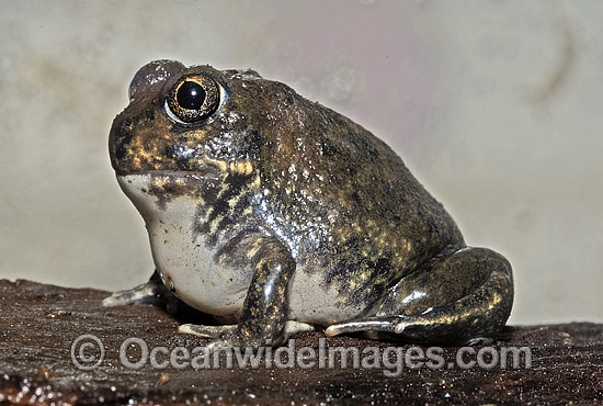 Australian Trilling Frog photo Australian Trilling Frog photo