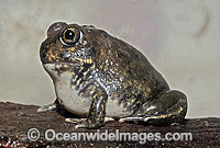 Australian Trilling Frog Photo - Rudie Kuiter