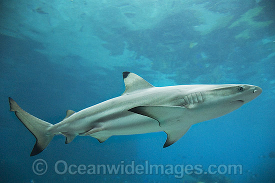 Blacktip Reef Shark (Carcharhinus melanopterus). Also known as Blacktip Shark. Great Barrier Reef, Queensland, Australia Photo - Gary Bell Blacktip Reef Shark (Carcharhinus melanopterus). Also known as Blacktip Shark. Great Barrier Reef, Queensland, Australia Photo - Gary Bell