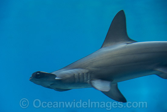 Scalloped Hammerhead Shark photo