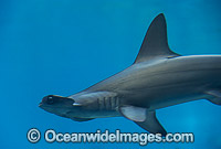 Scalloped Hammerhead Shark Photo - Gary Bell