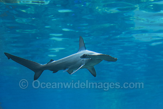 Scalloped Hammerhead Shark (Sphyrna lewini). Queensland, Australia. Found in tropical and warm temperate seas. Photo - Gary Bell Scalloped Hammerhead Shark (Sphyrna lewini). Queensland, Australia. Found in tropical and warm temperate seas. Photo - Gary Bell