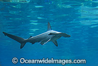 Scalloped Hammerhead Shark Sphyrna lewini Photo - Gary Bell