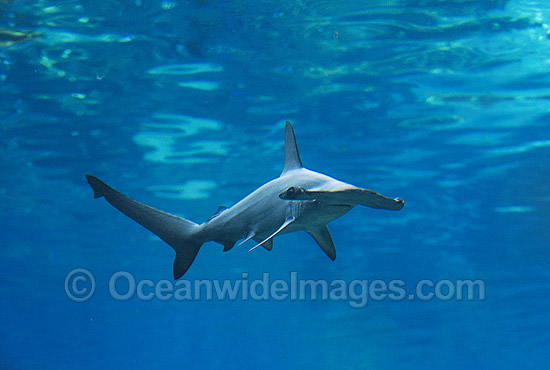 Scalloped Hammerhead Shark (Sphyrna lewini). Queensland, Australia. Found in tropical and warm temperate seas. Photo - Gary Bell Scalloped Hammerhead Shark (Sphyrna lewini). Queensland, Australia. Found in tropical and warm temperate seas. Photo - Gary Bell