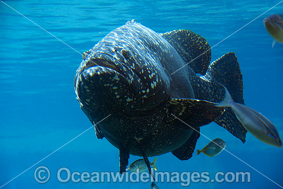 Queensland Groper photo