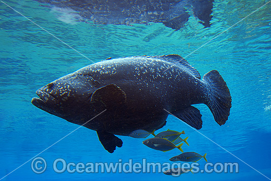Queensland Groper Epinephelus lanceolatus photo Queensland Groper Epinephelus lanceolatus photo