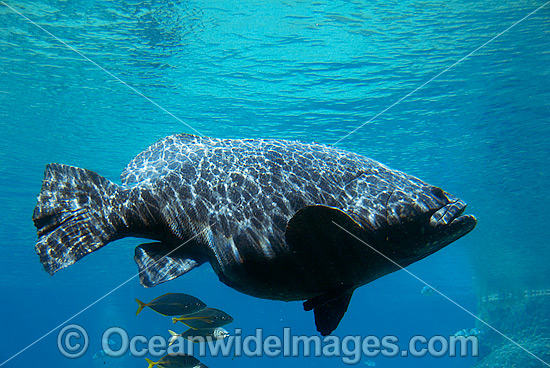 Queensland Groper Giant Grouper photo