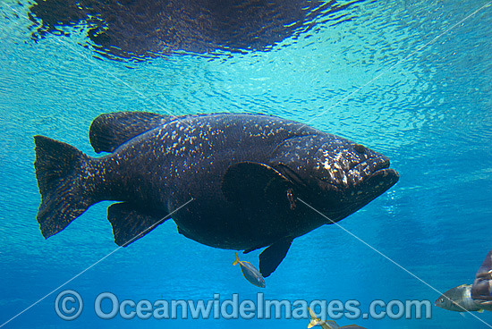 Queensland Groper (Epinephelus lanceolatus). Also known as Queensland Grouper and Giant Grouper. Great Barrier Reef, Queensland, Australia. Classified Vulnerable on the IUCN Red List. Photo - Gary Bell Queensland Groper (Epinephelus lanceolatus). Also known as Queensland Grouper and Giant Grouper. Great Barrier Reef, Queensland, Australia. Classified Vulnerable on the IUCN Red List. Photo - Gary Bell