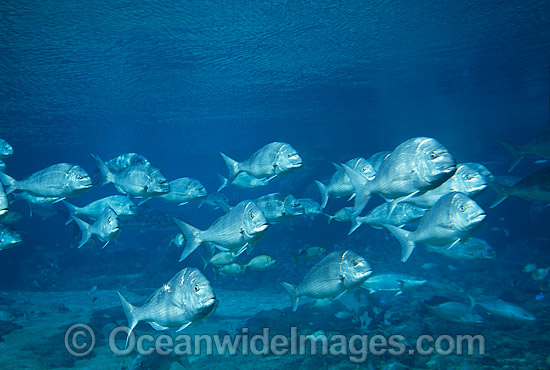 Schooling Snapper (Pagrus auratus). Sub-Tropical and Temperate seas of Australia Photo - Gary Bell Schooling Snapper (Pagrus auratus). Sub-Tropical and Temperate seas of Australia Photo - Gary Bell