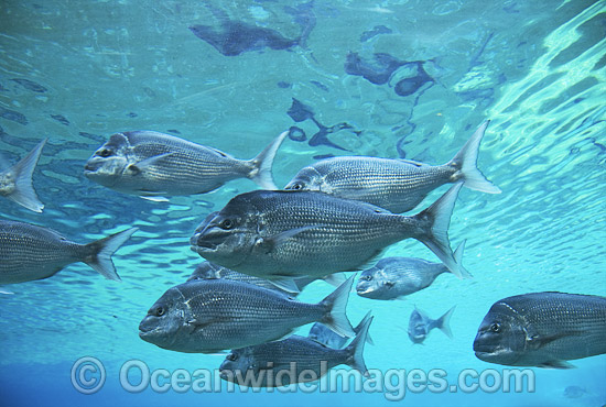 Snapper Pagrus auratus photo