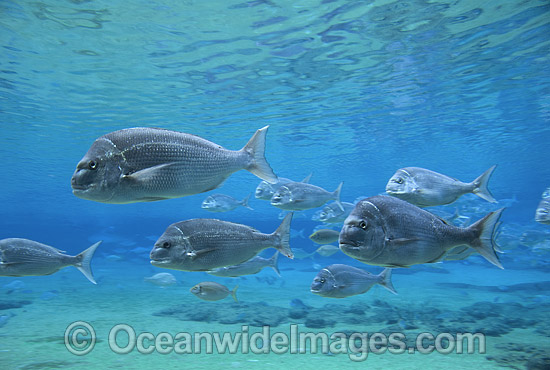 Snapper Pagrus auratus photo Snapper Pagrus auratus photo