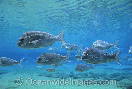 Snapper Pagrus auratus photo