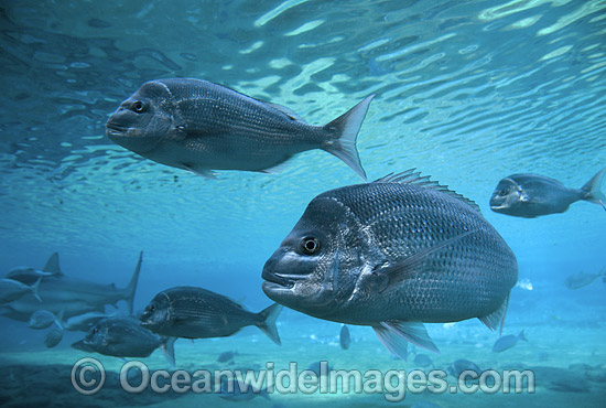 Snapper (Pagrus auratus). Sub-Tropical and Temperate seas of Australia Photo - Gary Bell Snapper (Pagrus auratus). Sub-Tropical and Temperate seas of Australia Photo - Gary Bell