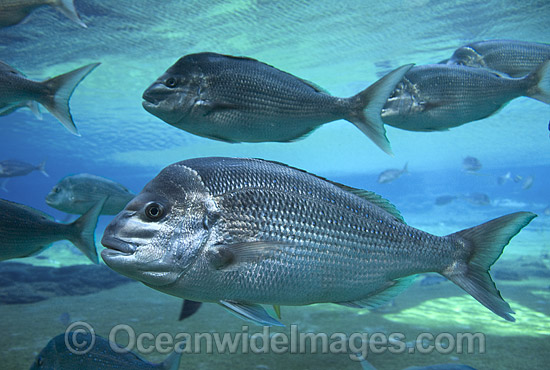 Snapper (Pagrus auratus). Sub-Tropical and Temperate seas of Australia Photo - Gary Bell
