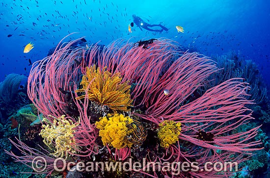 Scuba Diver exploring reef decorated in Whip Corals and Crinoid Feather Stars. Indo-Pacific Photo - Gary Bell