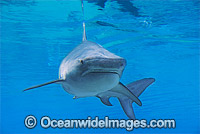 Tiger Shark Galeocerdo cuvier Photo - Gary Bell