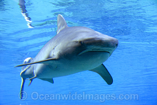 Tiger Shark (Galeocerdo cuvier). Found in Tropical seas, with seasonal sightings in warm temperate areas. Australia. Photo - Gary Bell Tiger Shark (Galeocerdo cuvier). Found in Tropical seas, with seasonal sightings in warm temperate areas. Australia. Photo - Gary Bell