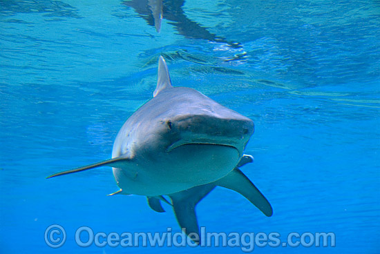 Tiger Shark (Galeocerdo cuvier). Found in Tropical seas, with seasonal sightings in warm temperate areas. Australia. Photo - Gary Bell Tiger Shark (Galeocerdo cuvier). Found in Tropical seas, with seasonal sightings in warm temperate areas. Australia. Photo - Gary Bell