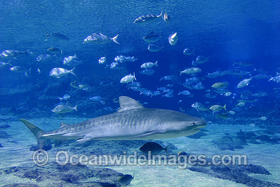Tiger Shark (Galeocerdo cuvier). Found in Tropical seas, with seasonal sightings in warm temperate areas. Australia. Photo - Gary Bell Tiger Shark (Galeocerdo cuvier). Found in Tropical seas, with seasonal sightings in warm temperate areas. Australia. Photo - Gary Bell