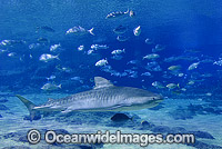 Tiger Shark Galeocerdo cuvier Photo - Gary Bell