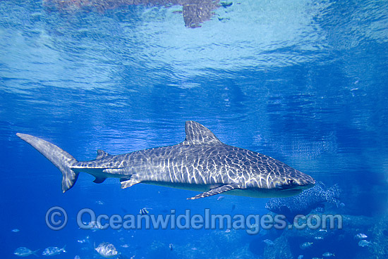 Tiger Shark (Galeocerdo cuvier). Found in Tropical seas, with seasonal sightings in warm temperate areas. Australia. Photo - Gary Bell Tiger Shark (Galeocerdo cuvier). Found in Tropical seas, with seasonal sightings in warm temperate areas. Australia. Photo - Gary Bell
