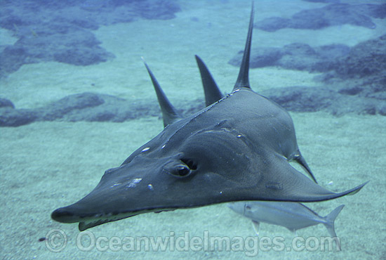 Rhynchobatus djiddensis White-spotted Guitarfish photo