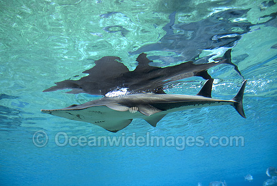 White-spotted Guitarfish (Rhynchobatus djiddensis). Also known as Giant Guitarfish, Sandshark, Whitespot Ray, Whitespot Shovelnose Ray, Sharkfin Ray and Shovelnose Shark. Found on Continental Shelf and tropical and warm temperate waters of Australia. Photo - Gary Bell White-spotted Guitarfish (Rhynchobatus djiddensis). Also known as Giant Guitarfish, Sandshark, Whitespot Ray, Whitespot Shovelnose Ray, Sharkfin Ray and Shovelnose Shark. Found on Continental Shelf and tropical and warm temperate waters of Australia. Photo - Gary Bell