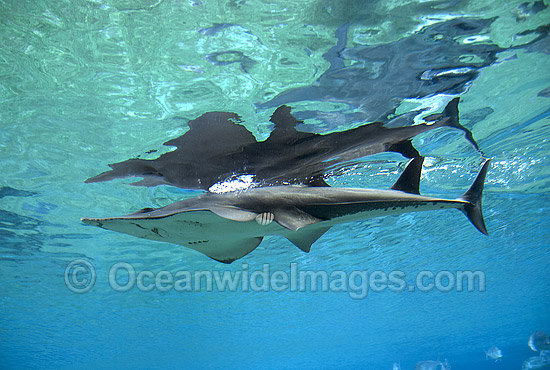 Giant Guitarfish Rhynchobatus djiddensis photo