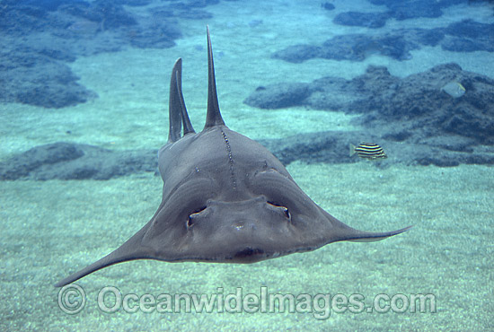 White-spotted Guitarfish (Rhynchobatus djiddensis). Also known as Giant Guitarfish, Sandshark, Whitespot Ray, Whitespot Shovelnose Ray, Sharkfin Ray and Shovelnose Shark. Found on Continental Shelf and tropical and warm temperate waters of Australia. Photo - Gary Bell White-spotted Guitarfish (Rhynchobatus djiddensis). Also known as Giant Guitarfish, Sandshark, Whitespot Ray, Whitespot Shovelnose Ray, Sharkfin Ray and Shovelnose Shark. Found on Continental Shelf and tropical and warm temperate waters of Australia. Photo - Gary Bell