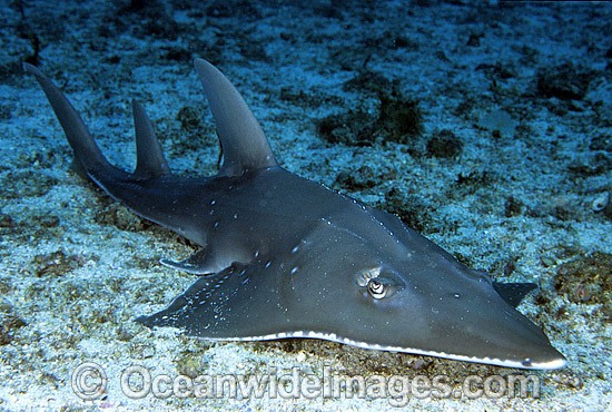 White-spotted Guitarfish (Rhynchobatus djiddensis). Also known as Giant Guitarfish, Sandshark, Whitespot Ray, Whitespot Shovelnose Ray, Sharkfin Ray and Shovelnose Shark. Found on Continental Shelf and tropical and warm temperate waters of Australia. Photo - Gary Bell