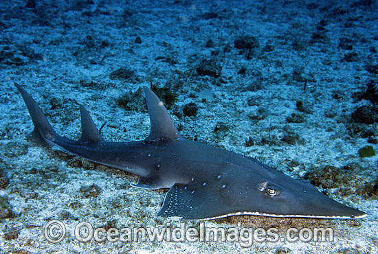 Giant Guitarfish photo